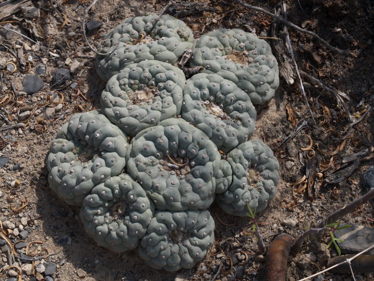 Lophophora fricii VZD1525 NW from Menchaca (photo by Zdenek Vasko)