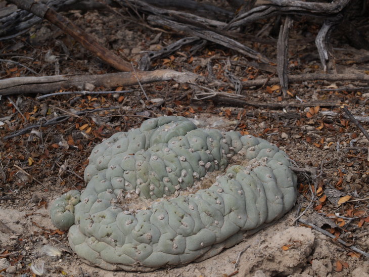 Lophophora fricii VZD1525 NW from Menchaca (photo by Zdenek Vasko)