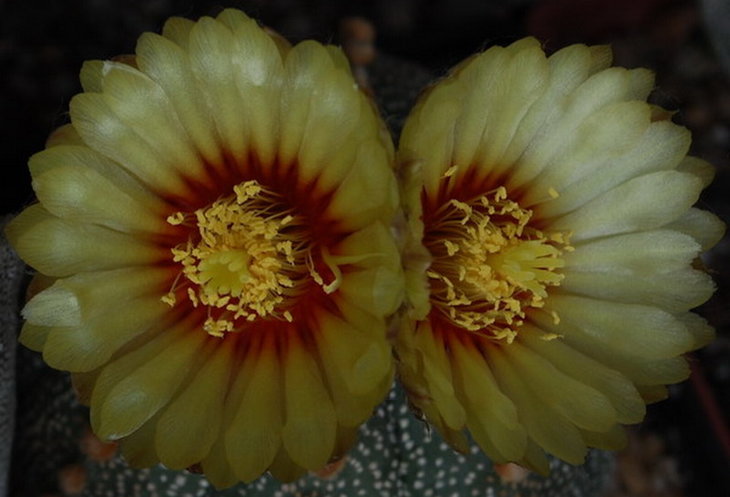 9    AS cv. Line Areoles.jpg