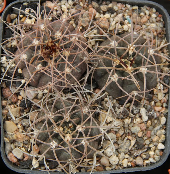 Gymnocalycium glaucum BKS93.59 El Retiro L.R.