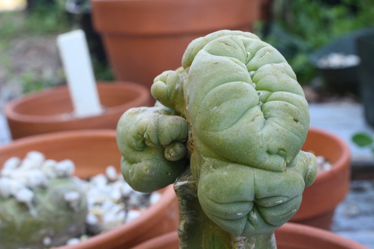 lophophora spp.(diffusa) v. cristata 4600637964_17e25d7890_o.jpg