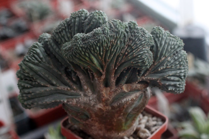 Euphorbia obesa (multiplex cristata)