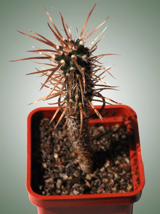 Toumeya papyracantha. 4 роки.