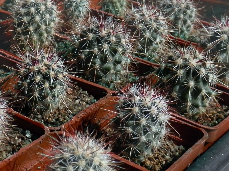 Sclerocactus polyancistrus. 4 роки.
