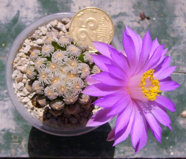 Mammillaria theresae (1).jpg
