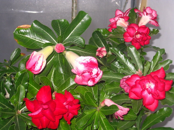 0IMG_9035.jpg