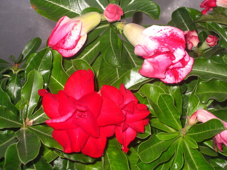 0IMG_9029.jpg