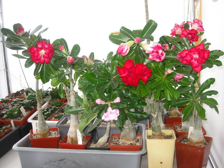 0IMG_9027.jpg