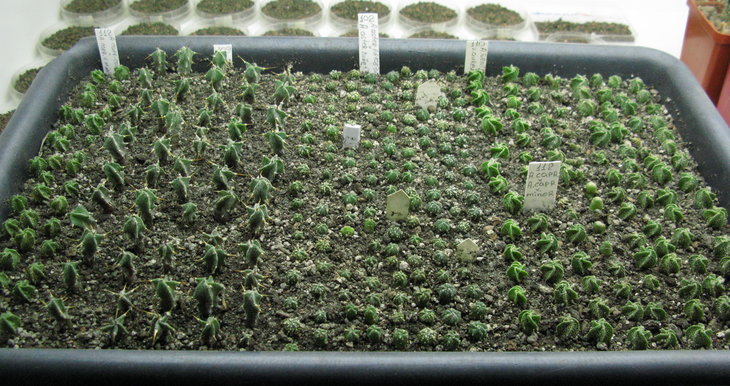 A.capr., ornatum, asterias