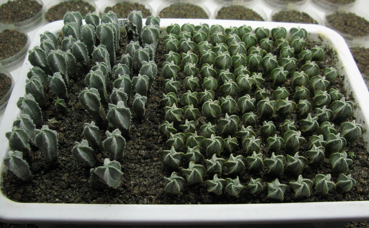 A.myriostigma @ A.coahuilense