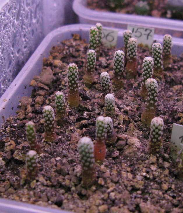 Peleciphora aselliformis №156-HK-1569, №157-SB-894