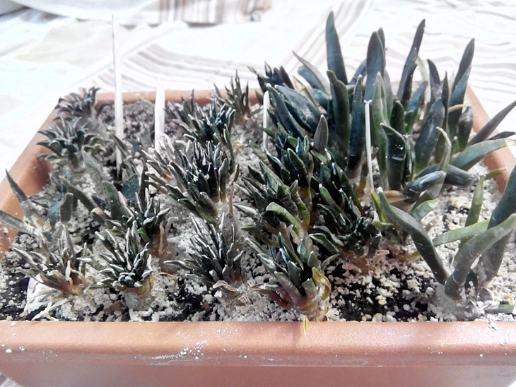 Ariocarpus_ss_ (3).jpg