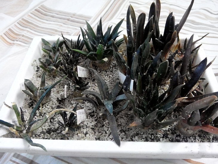 Ariocarpus_ss_ (4).jpg