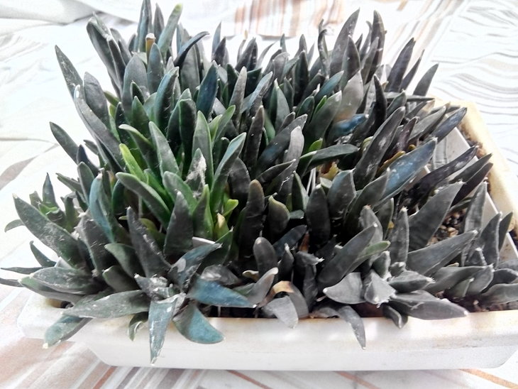 Ariocarpus_ss_ (6).jpg