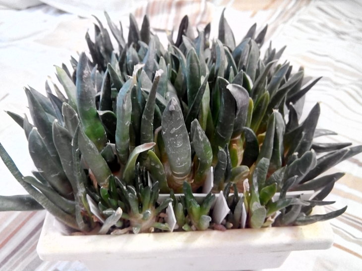 Ariocarpus_ss_ (7).jpg