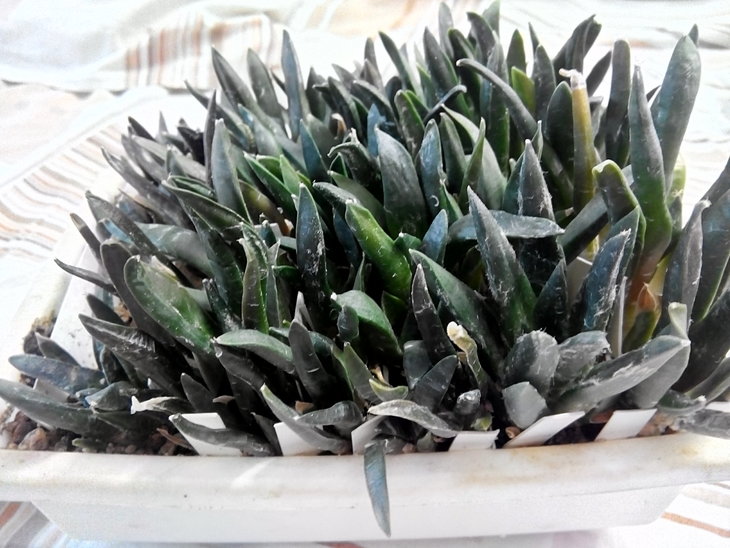 Ariocarpus_ss_ (8).jpg