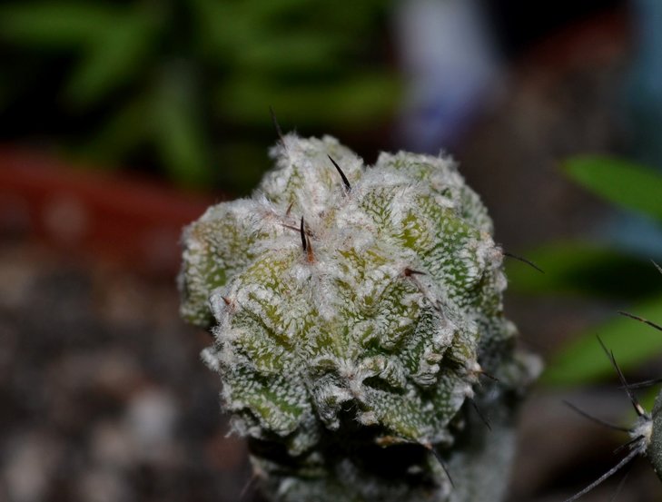 A.multihybrid.