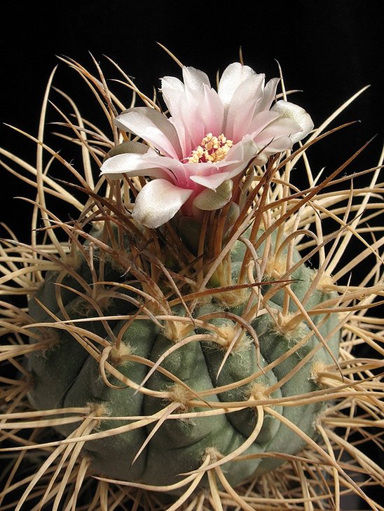 Gymnocalycium cardenasianum