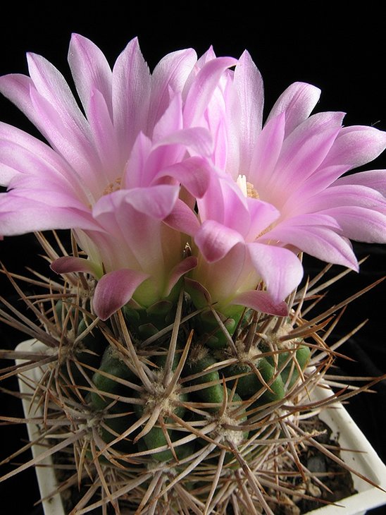 Gymnocalycium horridisinum