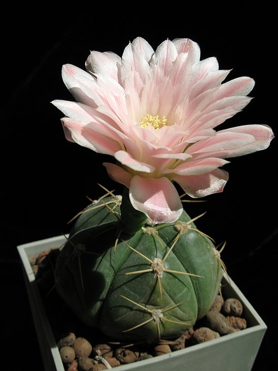 Gymnocalycium horstii