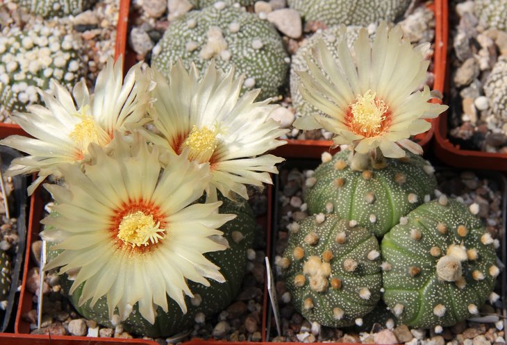 Astrophitum asterias Rio Grande City   семена от Павличека