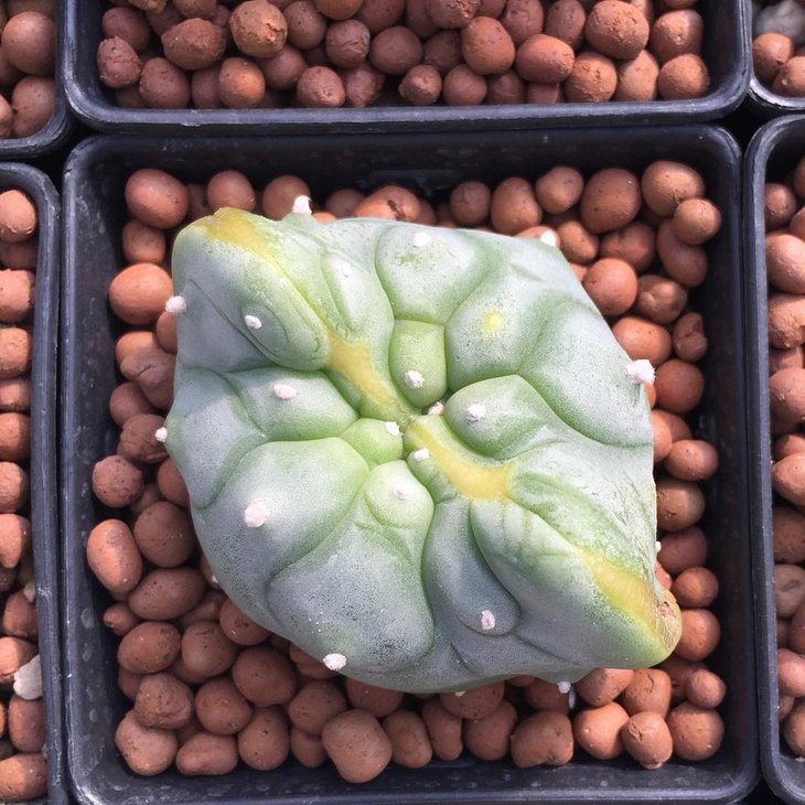 Lophophora cv. Ultraman