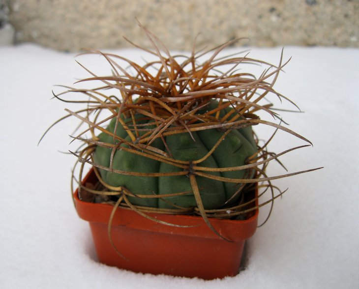 Gymnocalycium cardenasianum (Plapp)