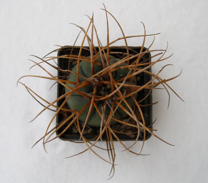 Gymnocalycium cardenasianum