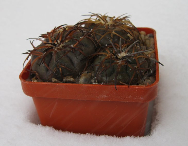 Gymnocalycium spegazzinii v. punillense - P 43 D, La Punilla, Salta