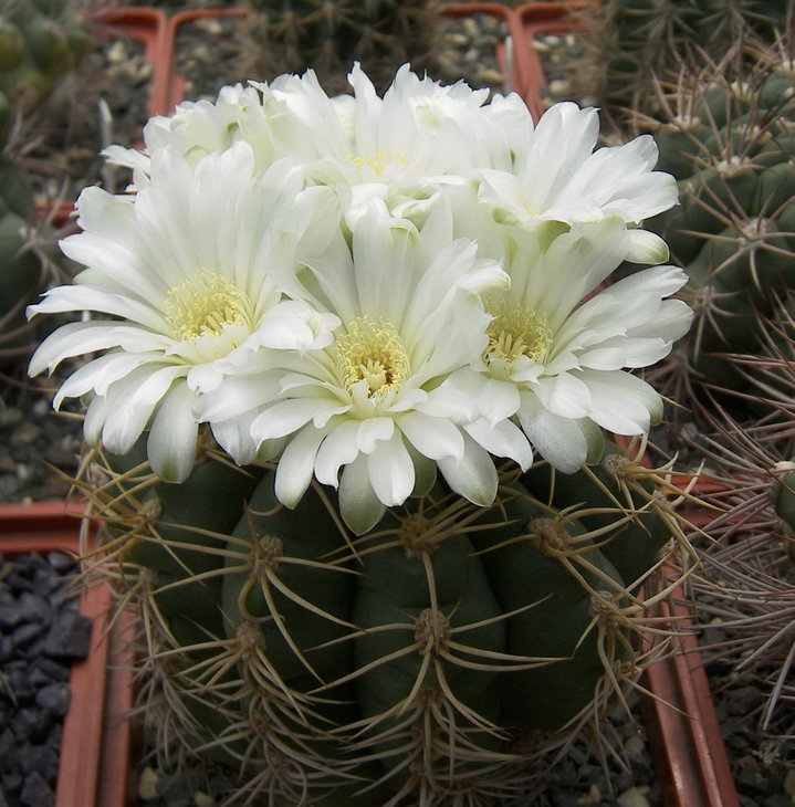 Gymnocalycium multiflorum
