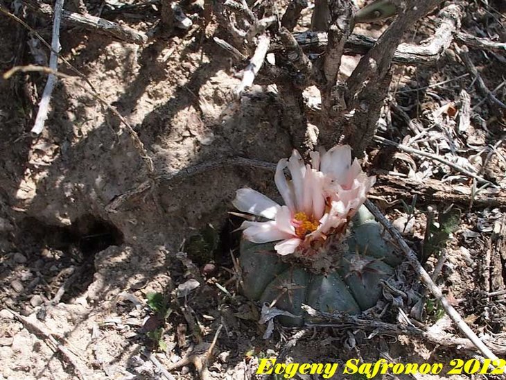 Е. horizontalonius v. subiki, Nuevo Leon, Ejido Soledad, RUS-343.jpg