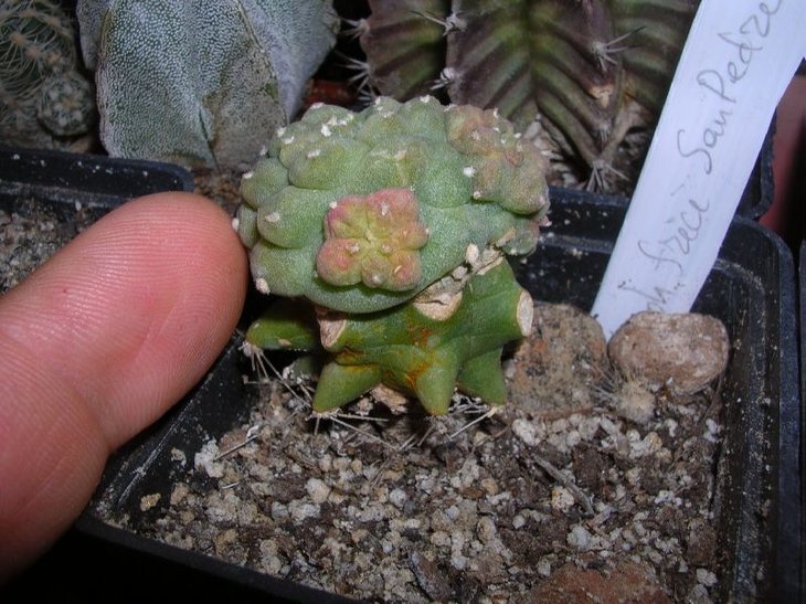 lophophora fricii