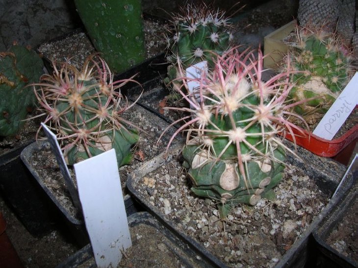 echinocactus polycephalus