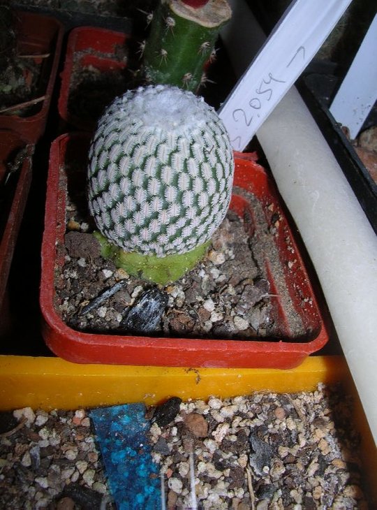 turb. pseudopectinatus v. rubriflorus