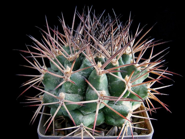 Gymnocalycium pungens