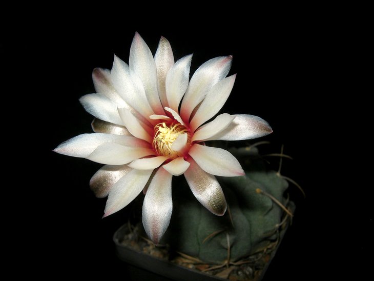 Gymnocalycium vatteri P108