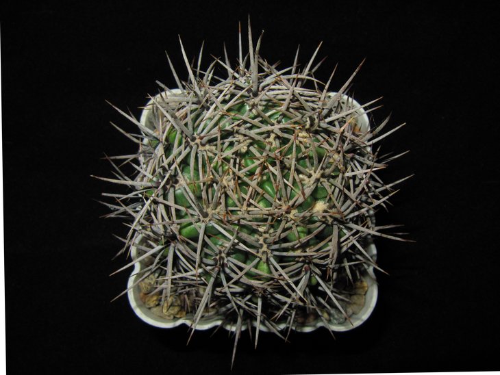 Gymnocalycium horridispinum
