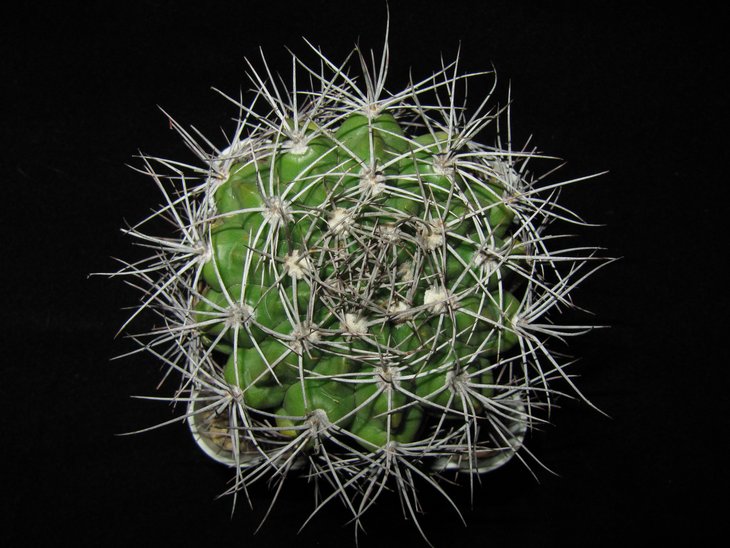 Gymnocalycium valnicekianum