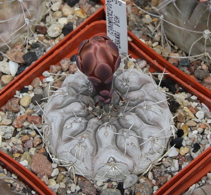 Gymnocalycium ferrari P136