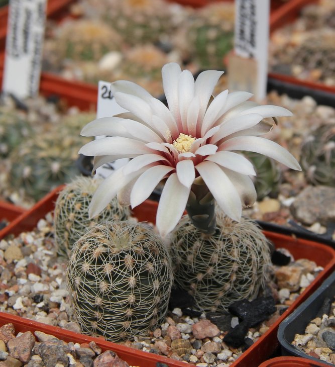 Gymnocalycium gerthii VG707