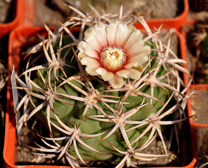 Gymnocalycium mostii ssp. ferocior
