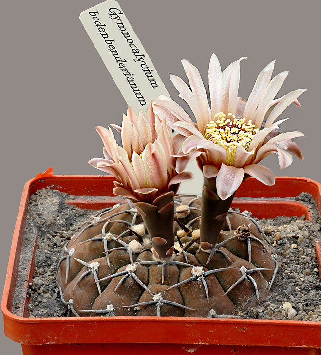 Gymnocalycium bodenbenderianum