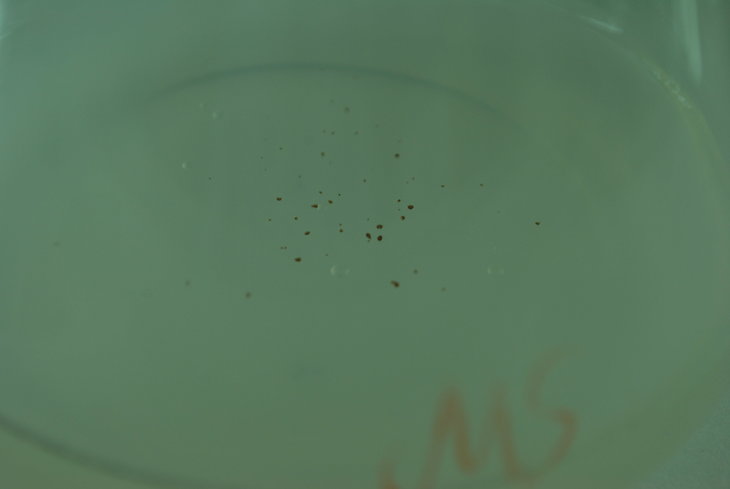 DSC_0064.JPG