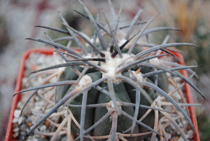 Gymnocalycium spegazzinii v mayor Piltz.