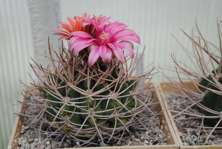 Gymnocalycium carminanthum