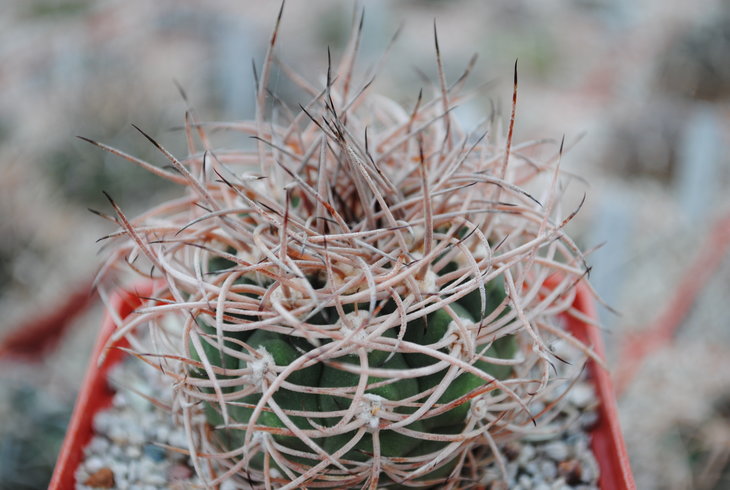 Gymnocalycium acorugatum GN 13-548