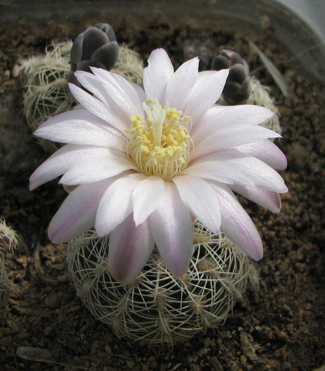 Gymnocalycium bruchii