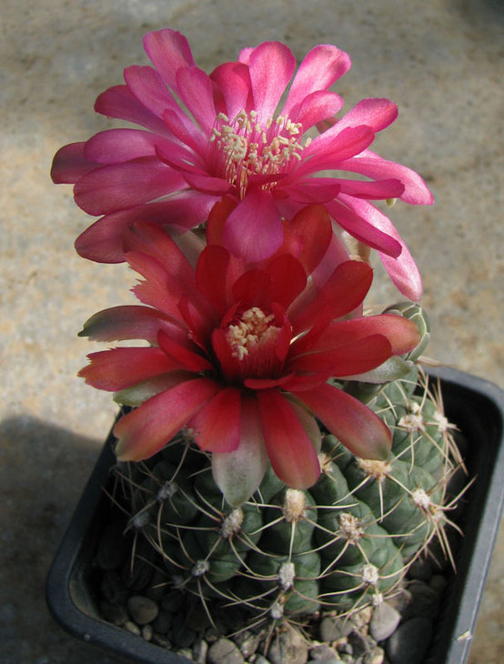 Gymnocalycium baldianum