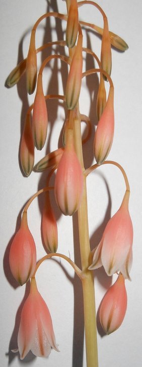 Aloe perrieri