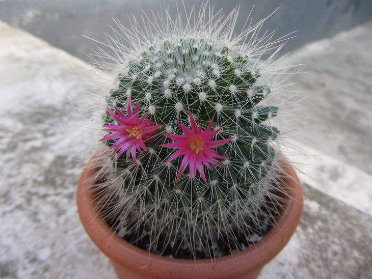 3)